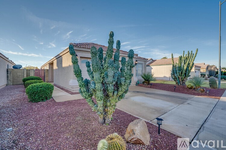 A cactus is in the foreground of a residential area.