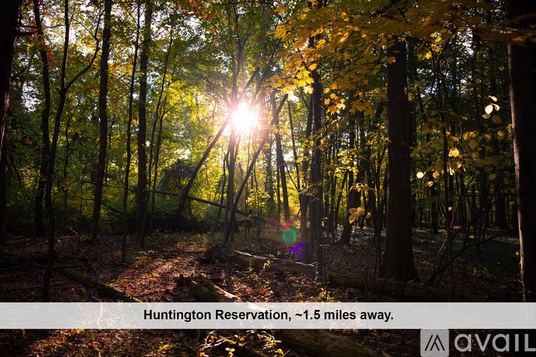 A forest scene with the sun shining through the trees.