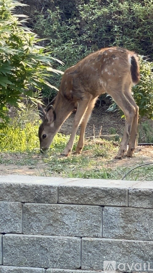 A deer is eating grass in a garden.
