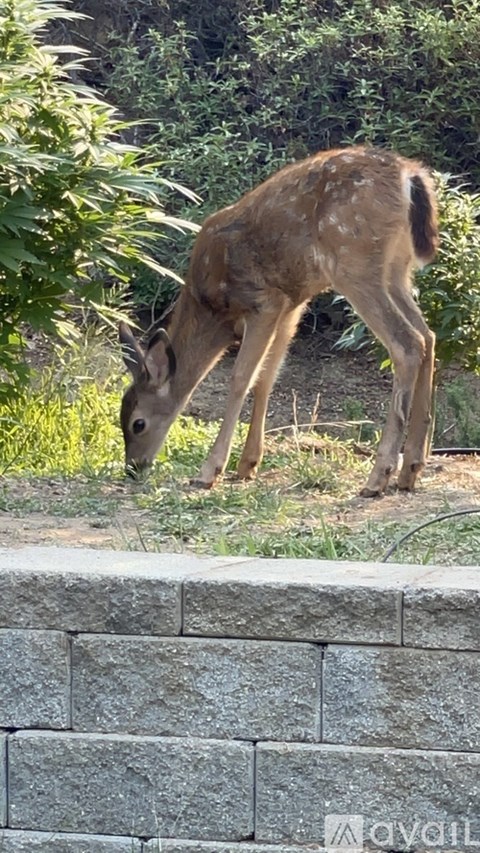 A deer is eating grass in a garden.