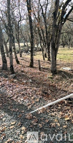 A forest with bare trees and fallen leaves on the ground.