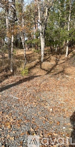 A forest with a path covered in leaves.