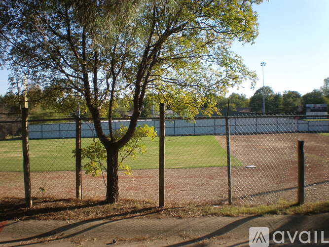 A tree stands in front of a chain link fence.