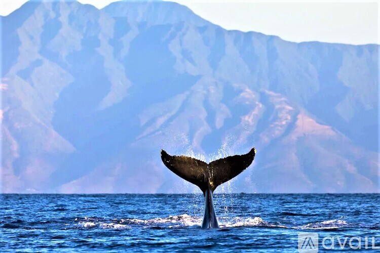 A whale's tail is visible above the water's surface.