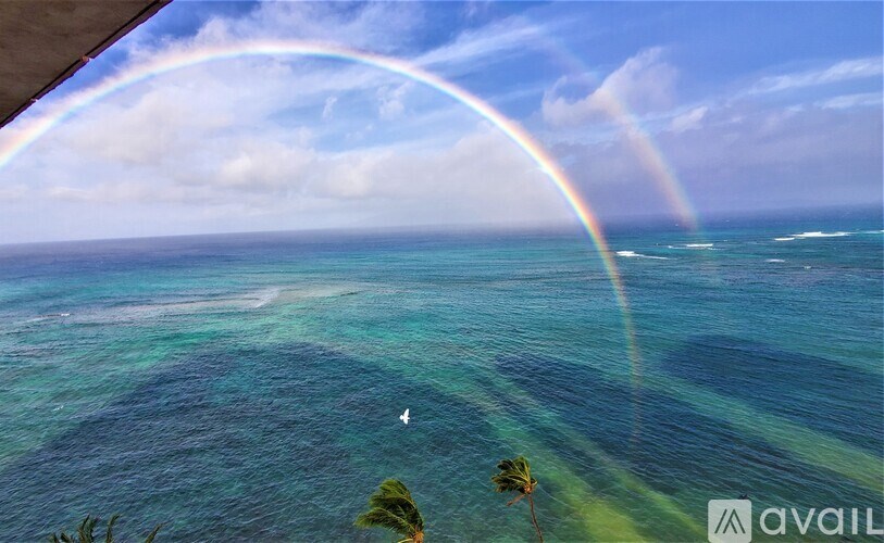 A rainbow appears over a body of water with a palm tree in the foreground.