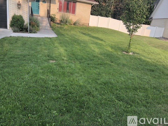 A small tree stands alone in a grassy yard.