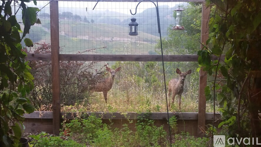 Two deer standing in a grassy field behind a fence.