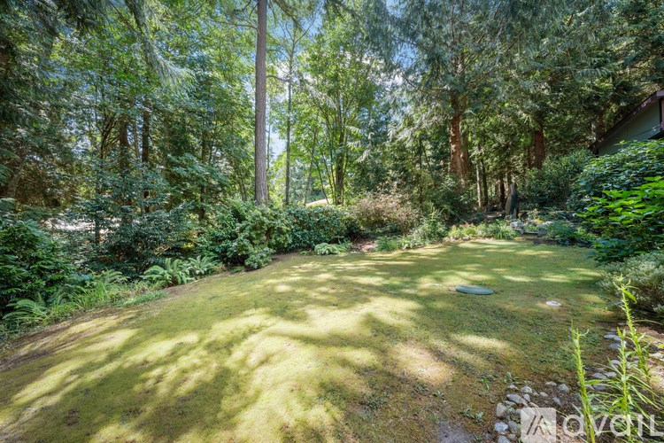 A lush green forest with a clearing in the middle.