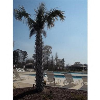a palm tree next to a pool with chairs