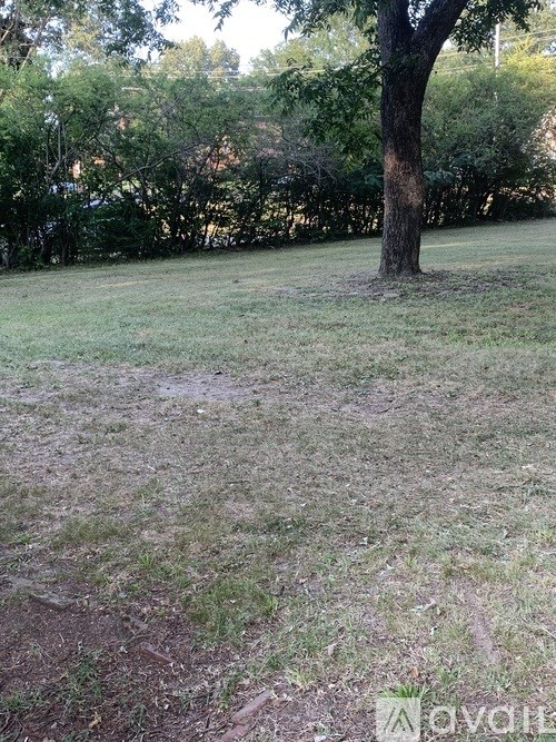 A grassy field with a tree in the background.