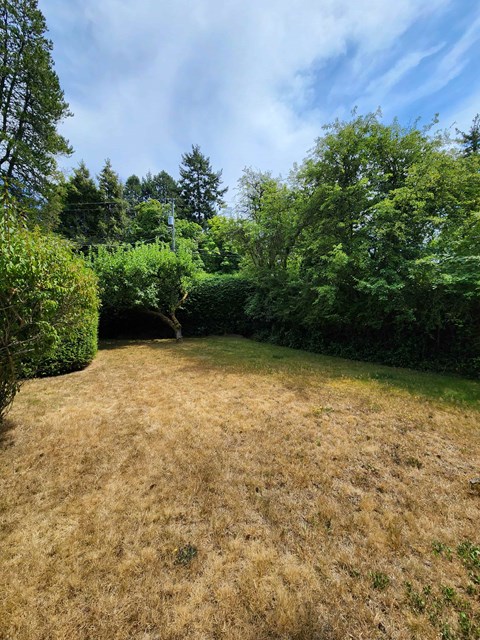 A backyard with a brown lawn and green trees.