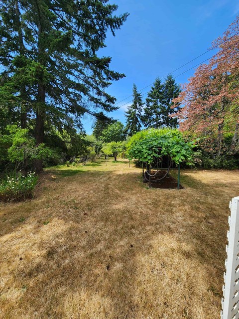A backyard with a swing set and trees.