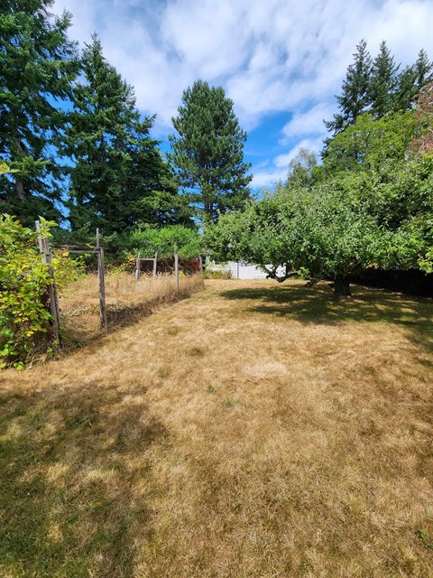 A grassy field with trees and a fence in the background.