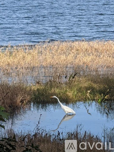 A white bird is standing in the water.