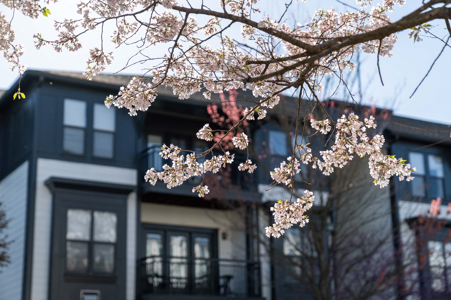 a tree with white blossoms in front of a house