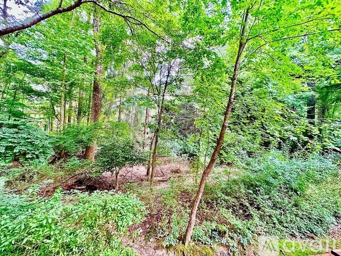 A forest with a lot of green trees and plants.