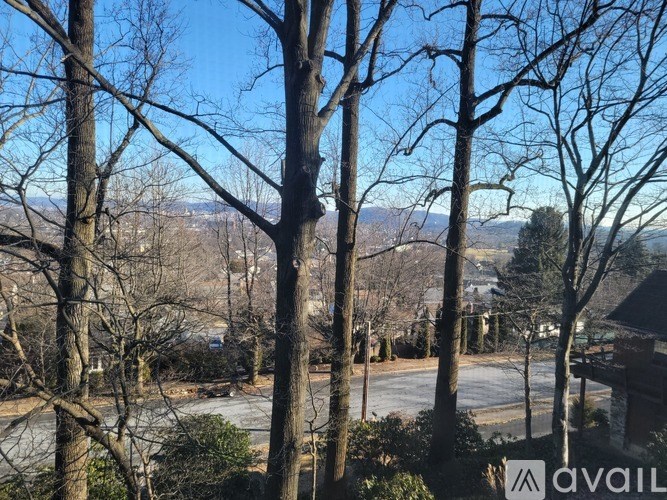 A view from behind some trees looking out over a residential street.