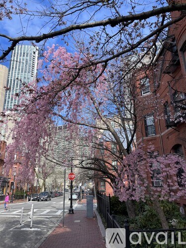 A tree with pink flowers is in the foreground of a city street.