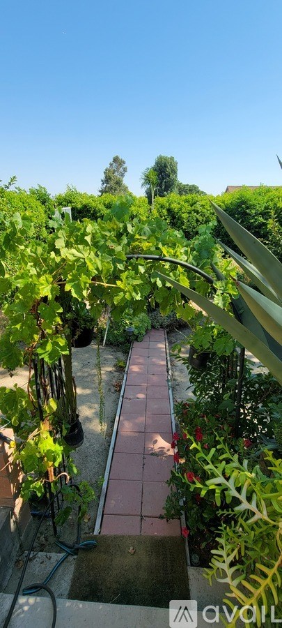 A vineyard with a clear blue sky above.