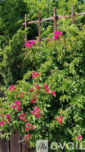 A wooden trellis with pink flowers growing on it.