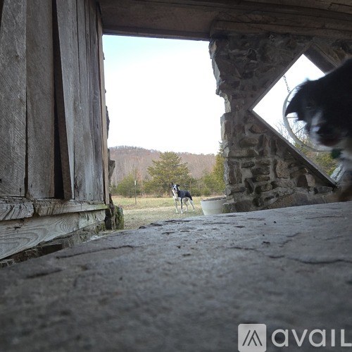 A dog is looking through a gap in a wooden fence.