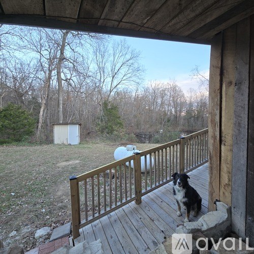 A dog is sitting on a wooden deck.