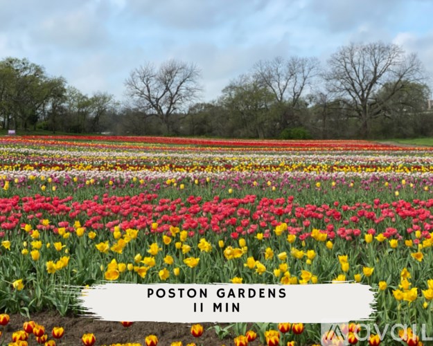 Poston Gardens II Min is a beautiful garden with a variety of colorful tulips.