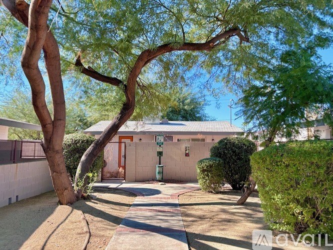 A tree with a twisted trunk is in the foreground of a sunny street.
