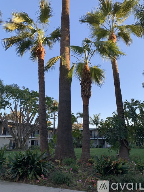 Palm trees in a sunny park.