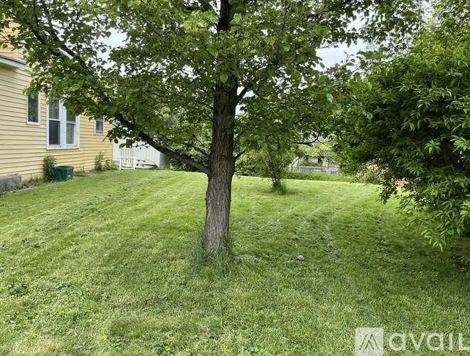 A tree in a grassy area in front of a house.