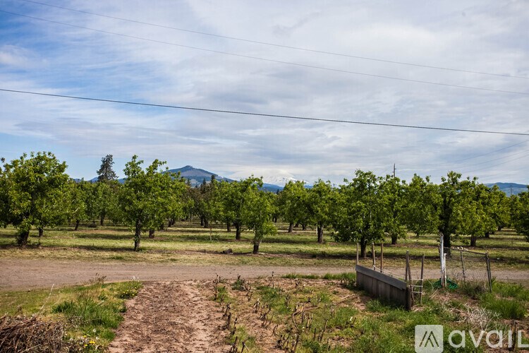 A dirt path leads through a grove of trees.