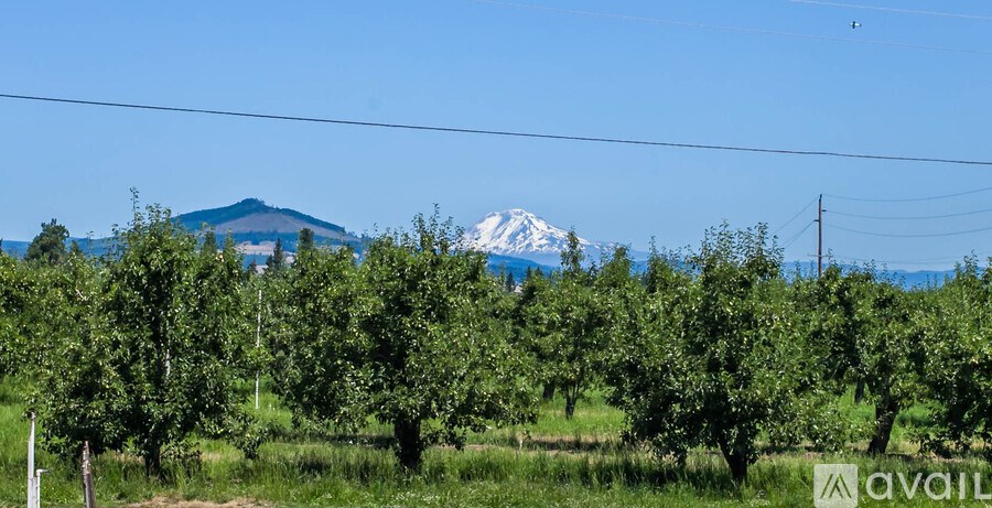A field of green trees with a mountain in the background.