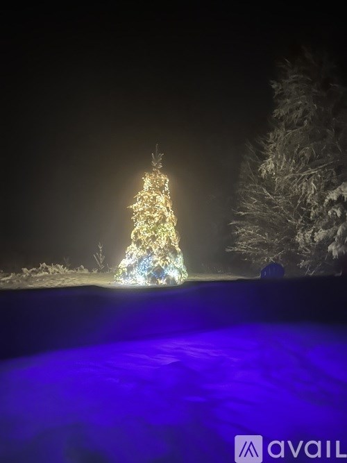 A Christmas tree is lit up at night.