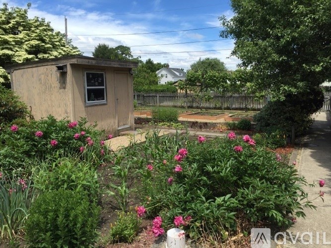 A garden with a shed and pink flowers.