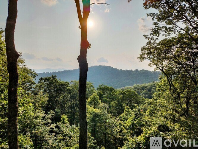 A forest scene with the sun shining through the trees.