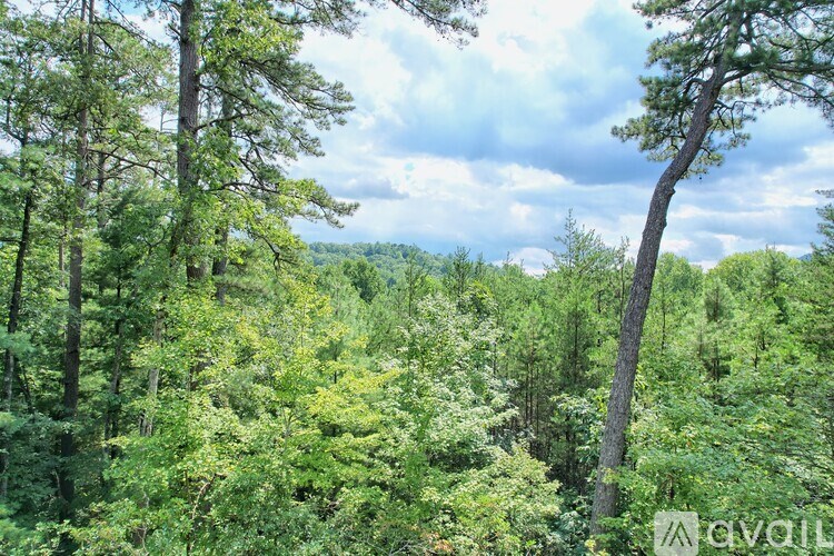 A forest with tall trees and a cloudy sky.