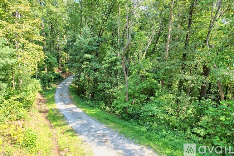 A winding dirt road through a forest of trees.
