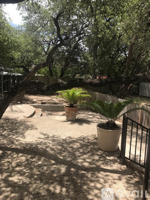 A backyard with a fence, a tree, and a potted plant.