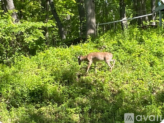 Source URL: https://prod-avail.s3.amazonaws.com/public_images/41510050/listing/IMG_1959.jpeg