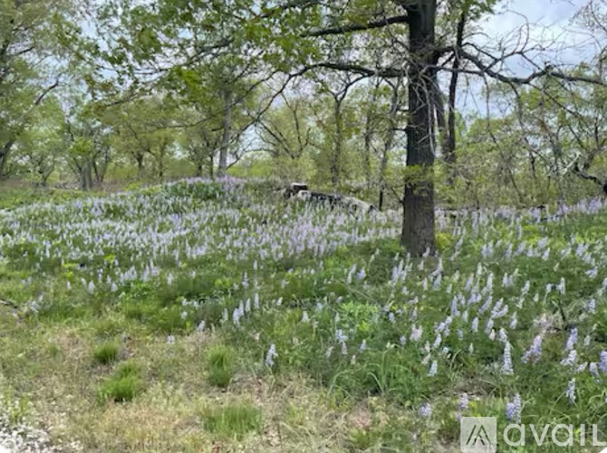 A field of purple flowers with a tree in the background.