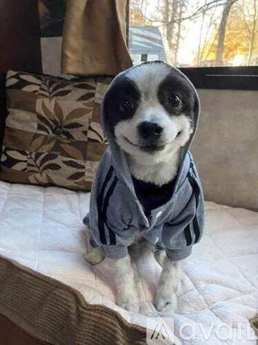 A small dog wearing a grey hoodie is standing on a bed.