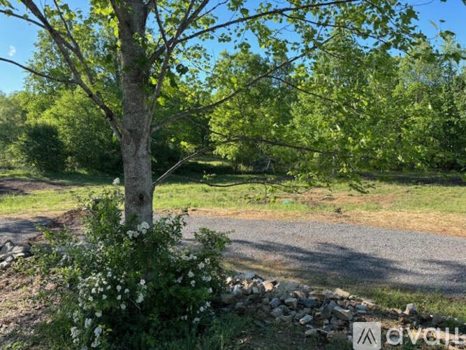 A tree with white flowers in the foreground and a dirt road in the background.