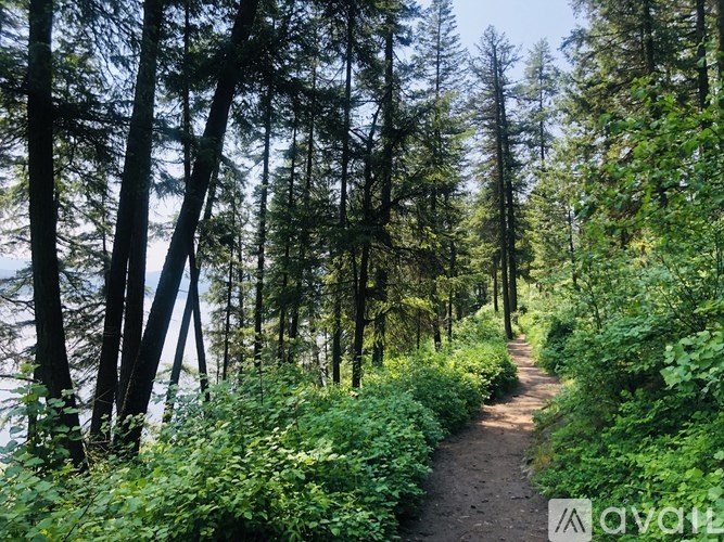 A forest path with greenery on both sides.