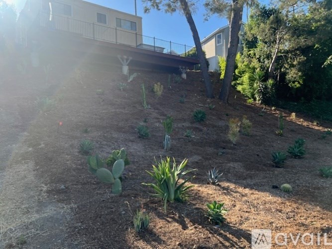 A sunny day in a garden with a cactus and a house in the background.