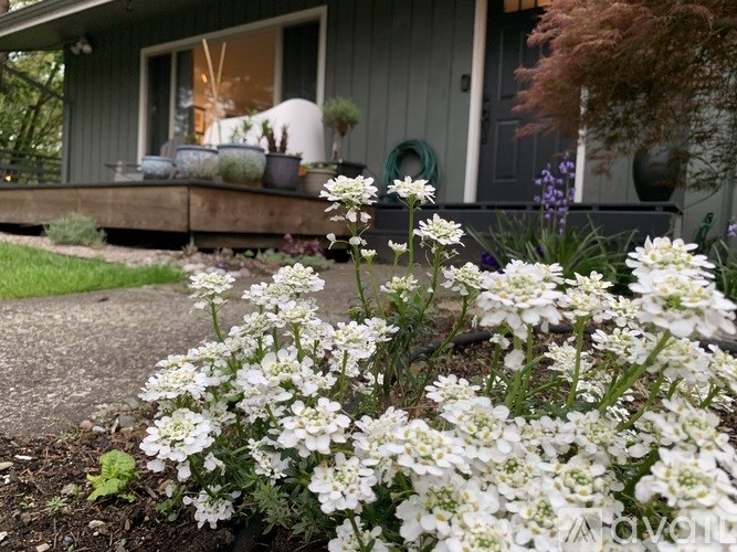 White flowers in the front of a house.