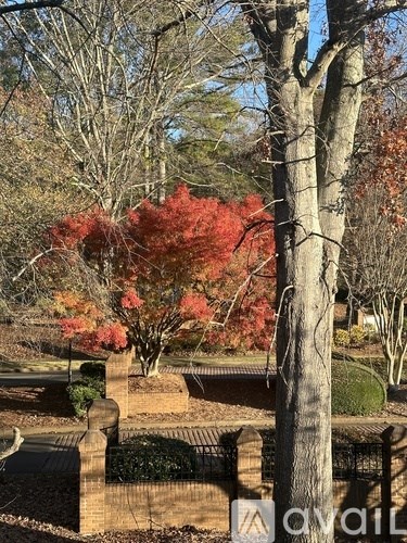A tree with red leaves stands in a park.