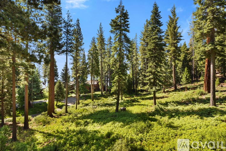 A forest of tall trees with green leaves.