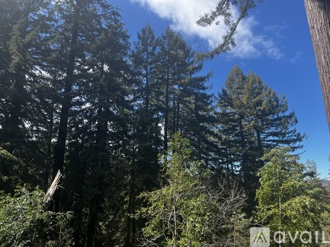 A forest of tall trees with a clear blue sky above them.