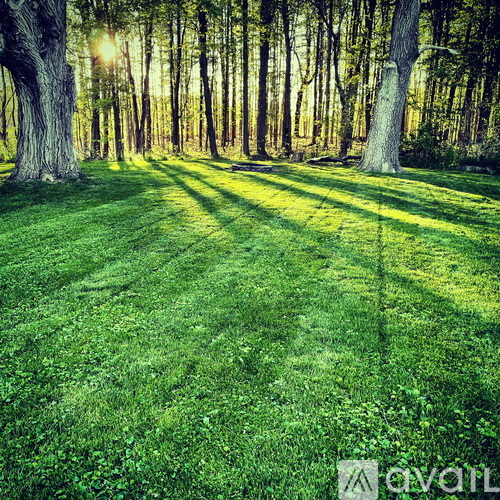 A sunlit forest with a path leading through the trees.