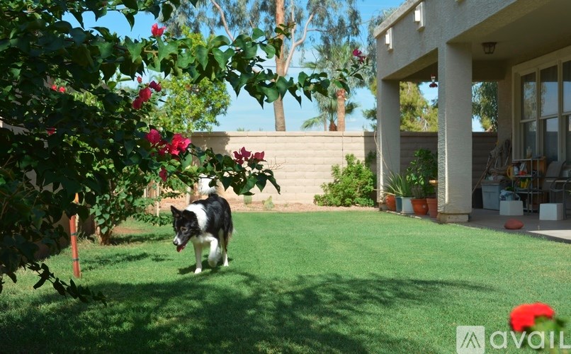 A dog is running in the yard of a house.